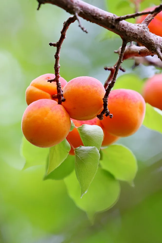 Blenheim Apricot Tree