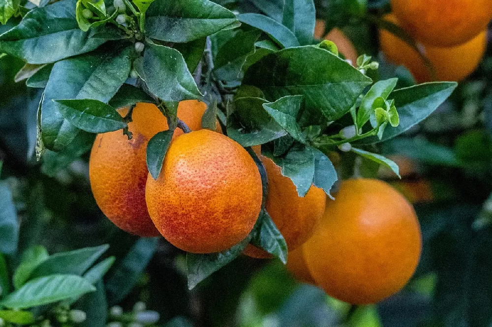 Moro Blood Orange tree