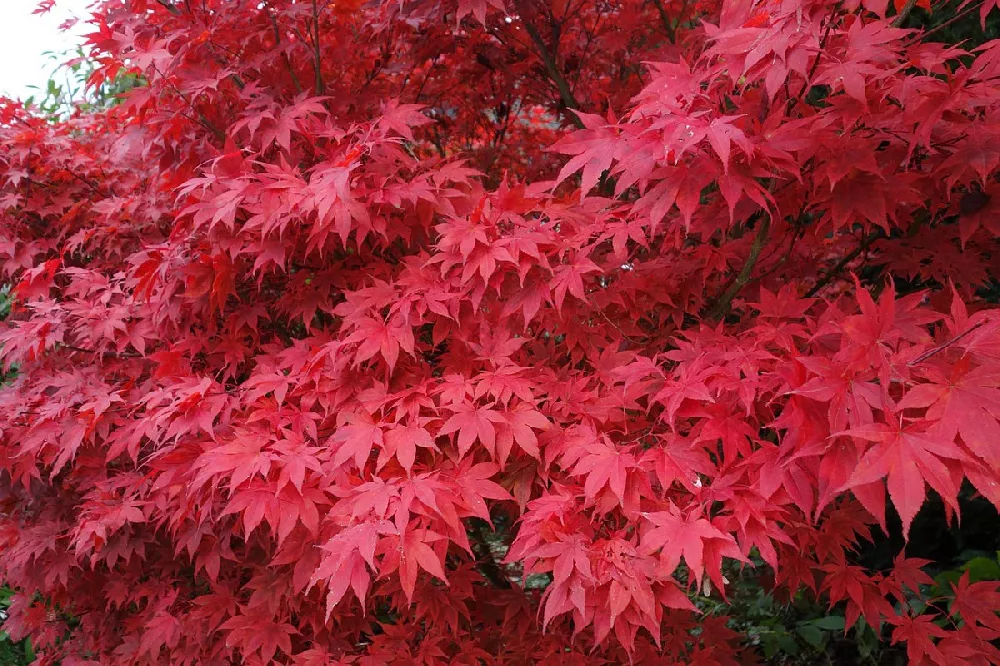 Bloodgood Japanese Maple