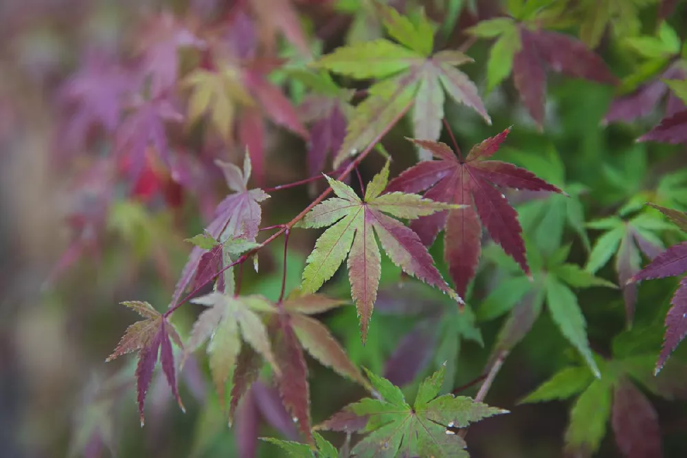 Bloodgood Japanese Maple 2