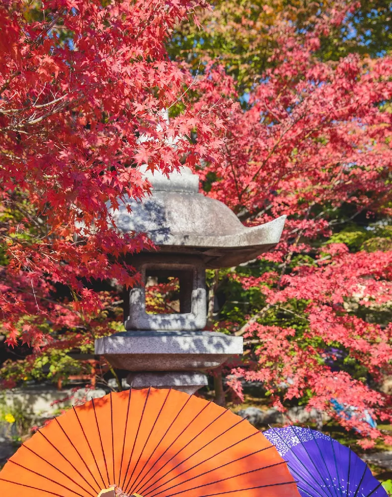 Bloodgood Japanese Maple 3