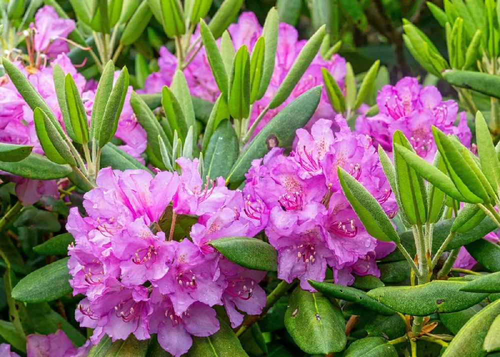 Bloom-A-Thon® Lavender Azalea Shrub