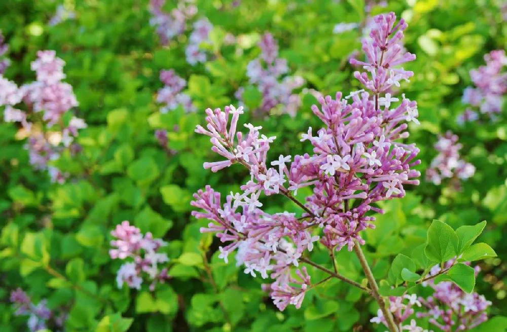 Bloomerang® Lilac Shrub