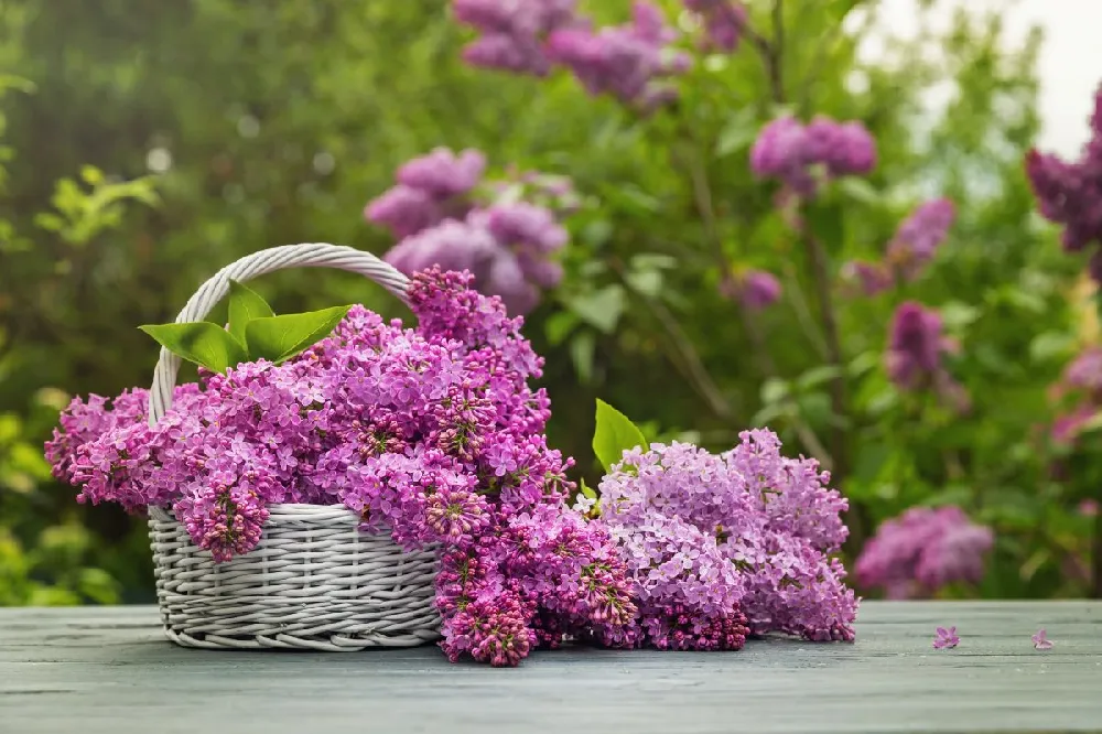 Bloomerang® Lilac Shrub