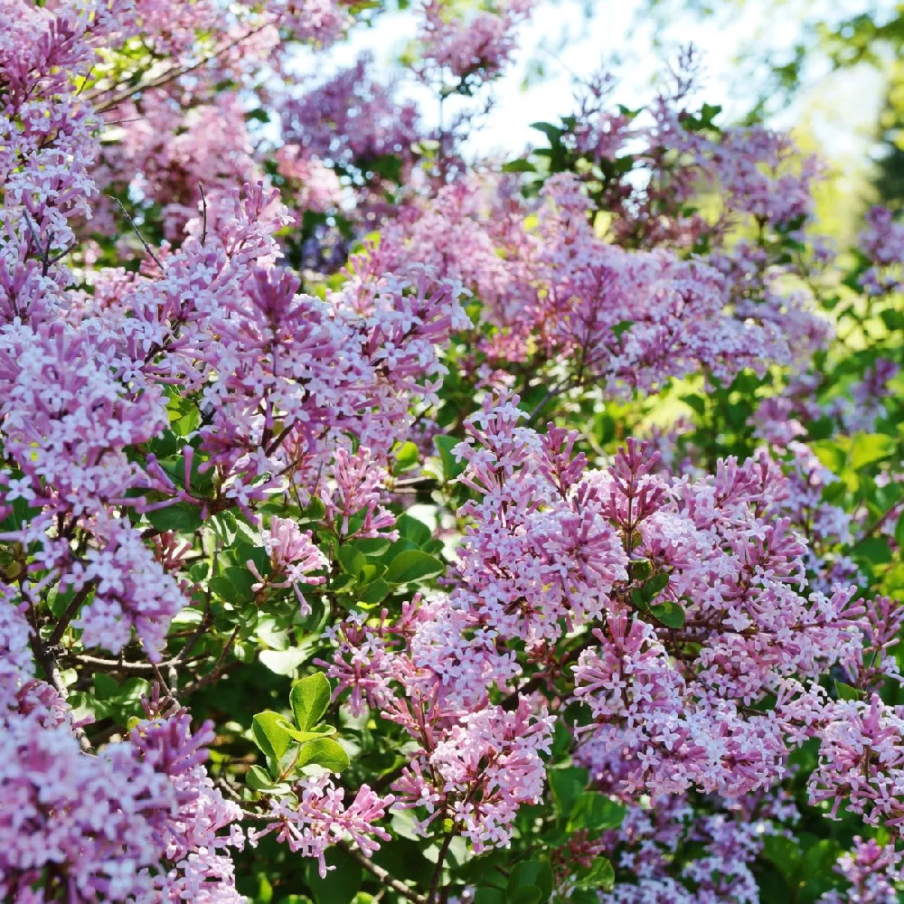 Bloomerang® Lilac Shrub