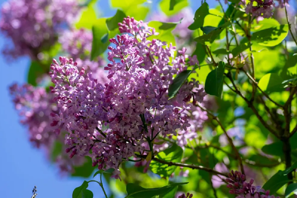 Bloomerang® Lilac Tree