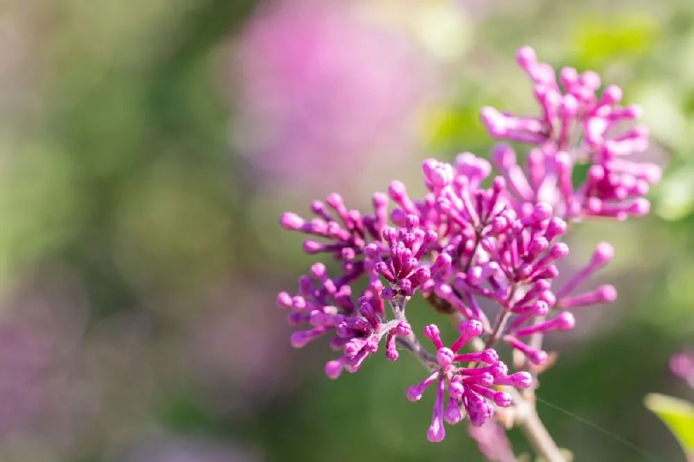 Bloomerang® Lilac Tree