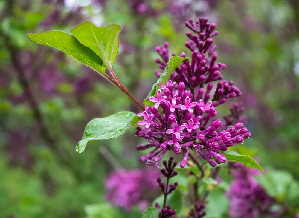 Bloomerang® Lilac Tree