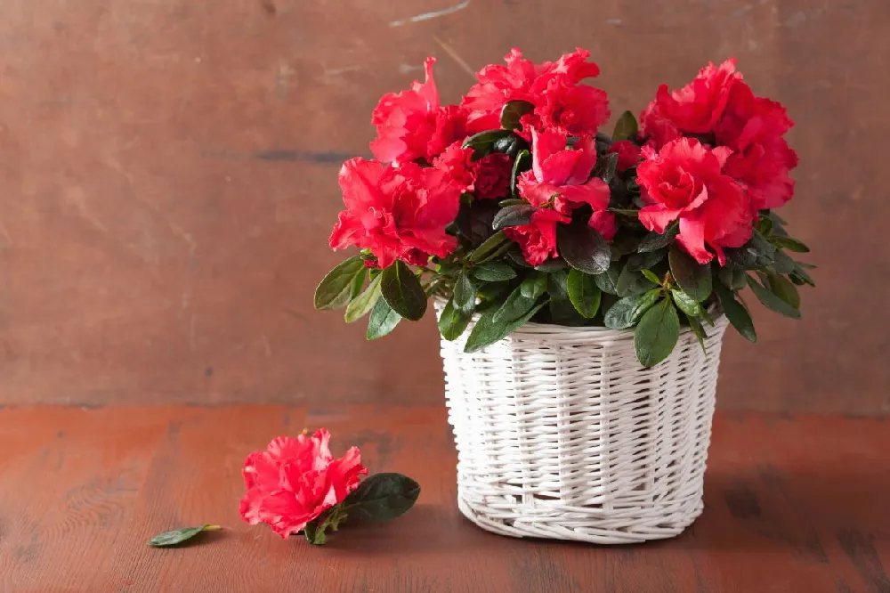 Blooming Azalea Gift - Topiary