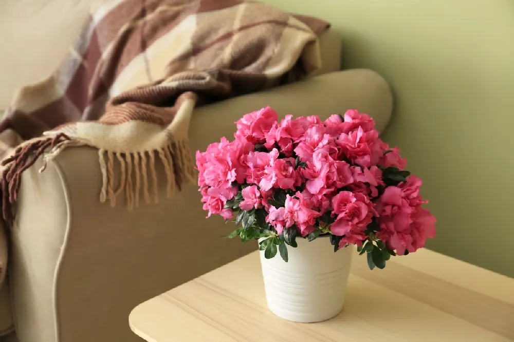 Blooming Azalea Gift - Topiary