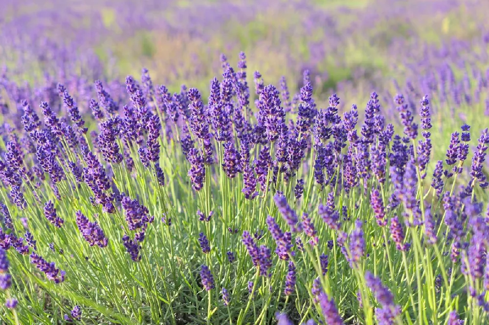 Blooming Lavender Gift