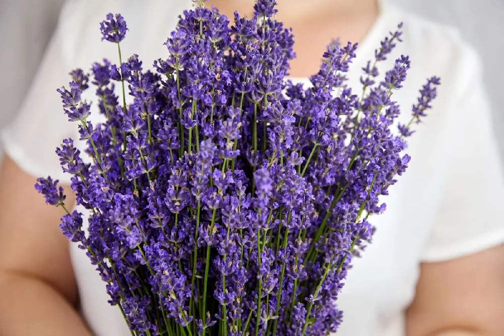 Blooming Lavender Gift
