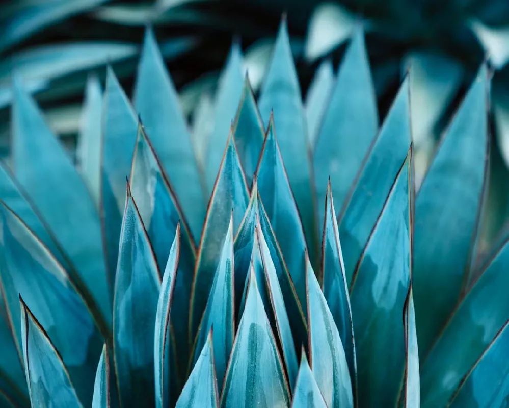    Blue-American-Agave3