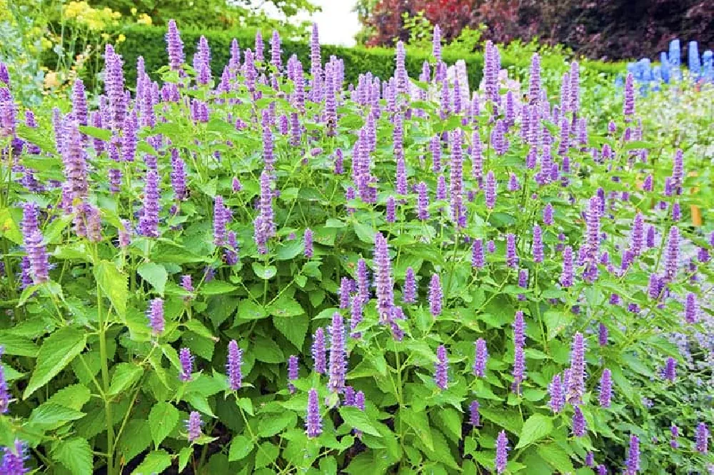 Anise Hyssop flowers