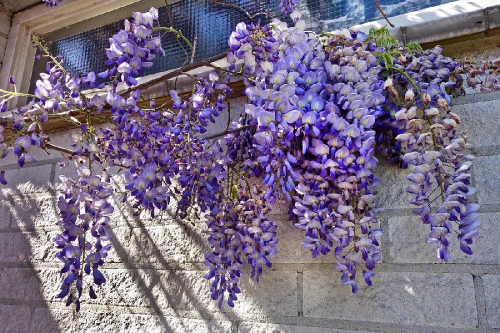 Blue Moon Wisteria Vine 2