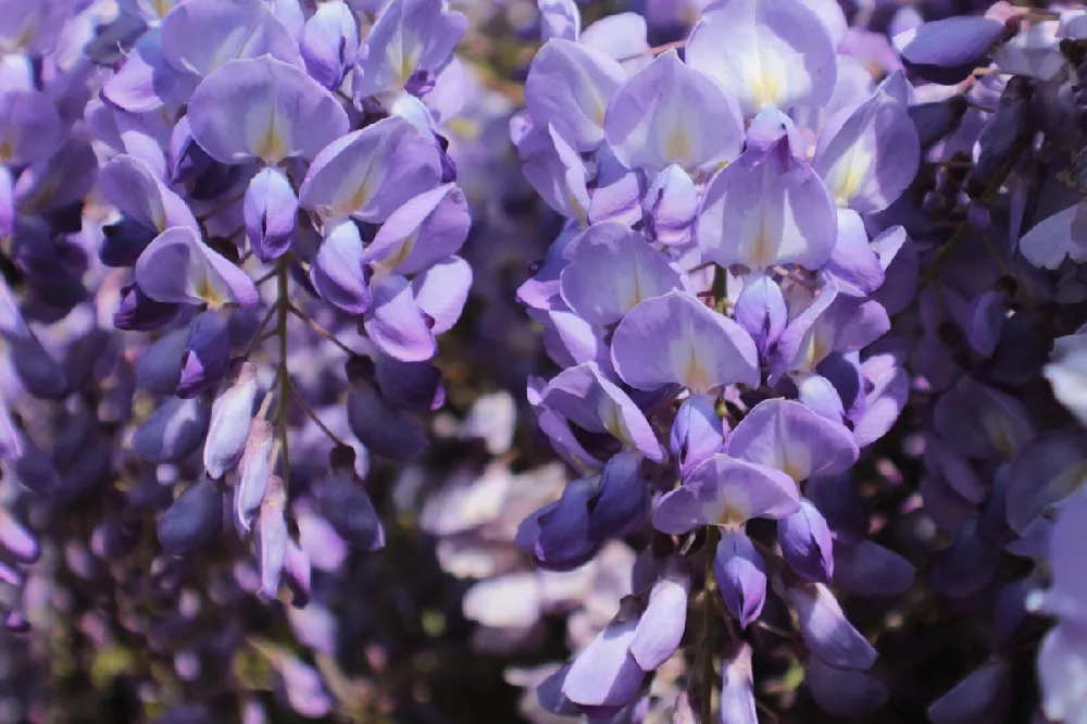 Blue Moon Wisteria Vine close-up