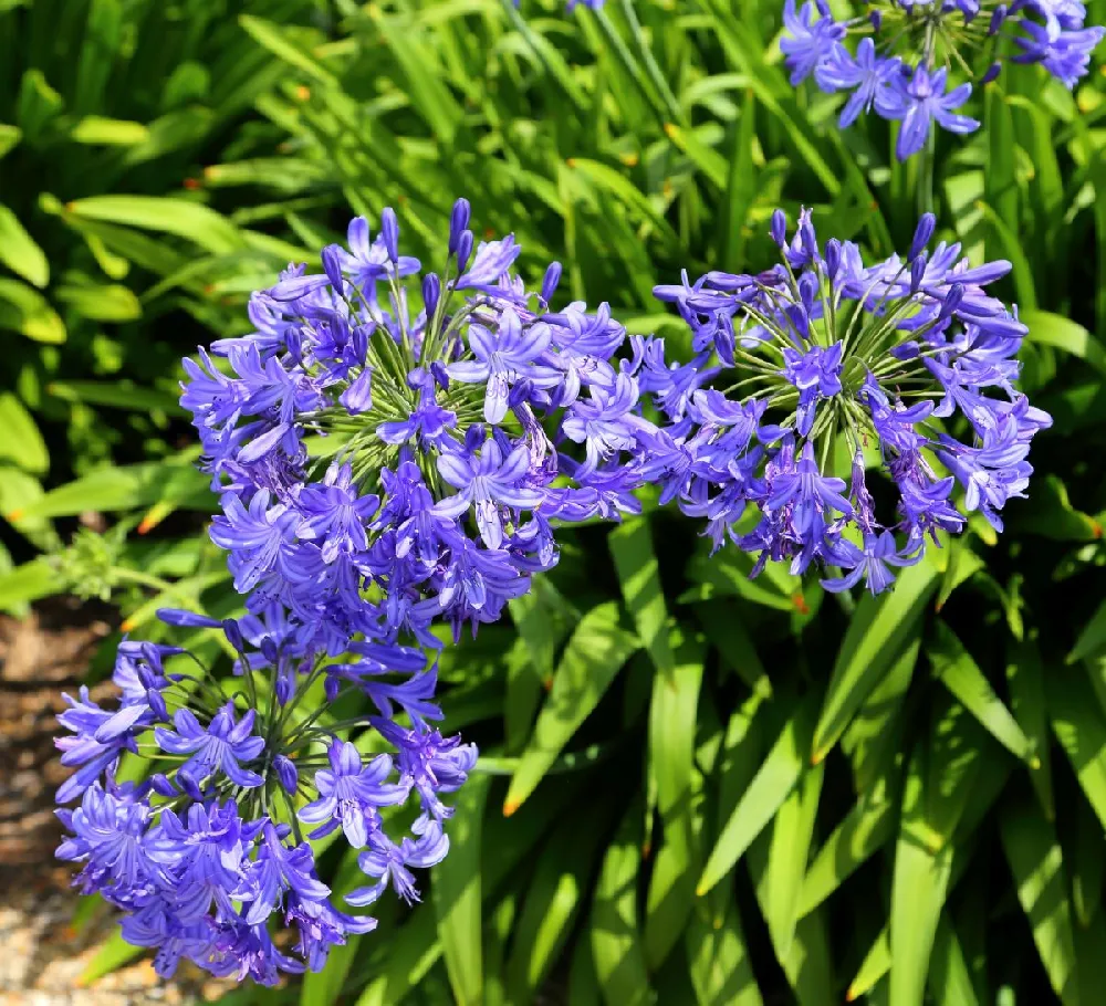 Blue Agapanthus (Lily of the Nile) 