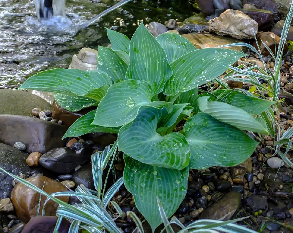 Blue Angel Hosta Plant 