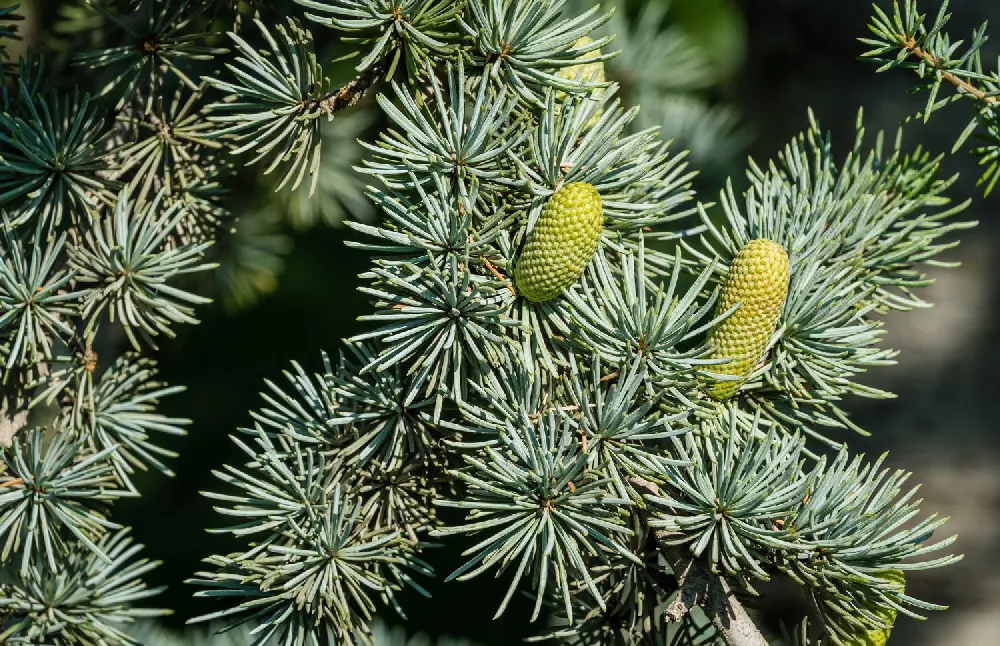 Blue Cedar up close