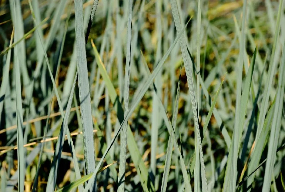 Blue Dune Lyme Grass