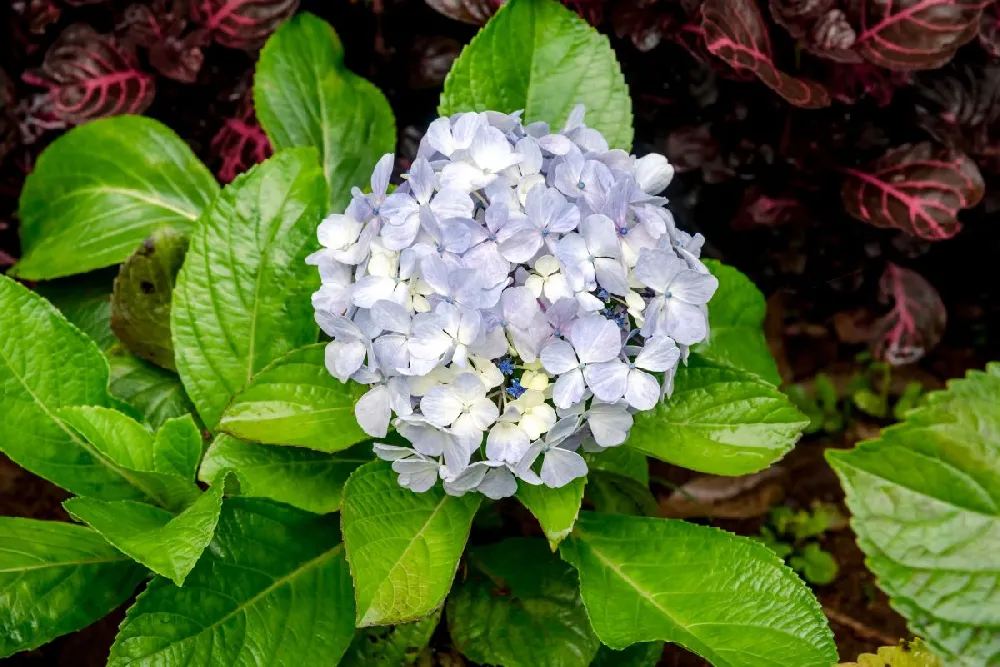 Blue Enchantress® Hydrangea