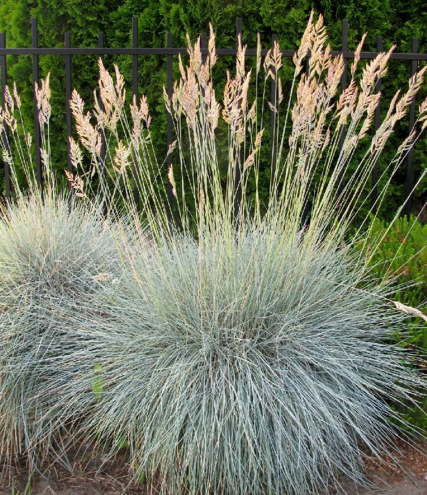 Blue Fescue Grass