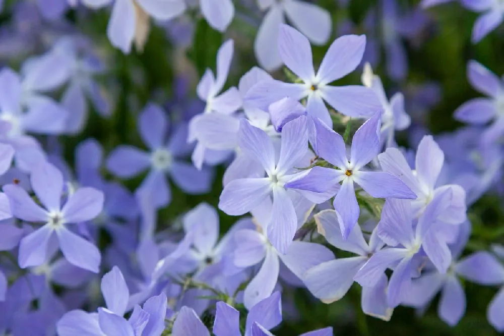 Blue Moon Phlox Plant