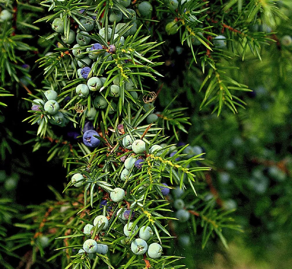 The Juniper Tree, Orlando, FL