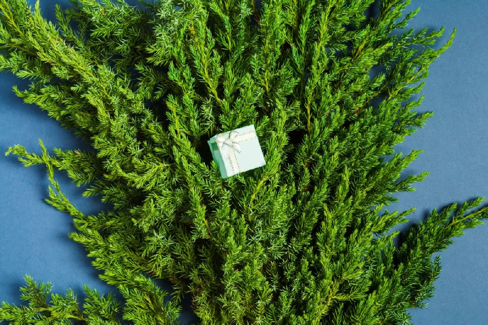 Blue Point Spiral Juniper Gift Plant