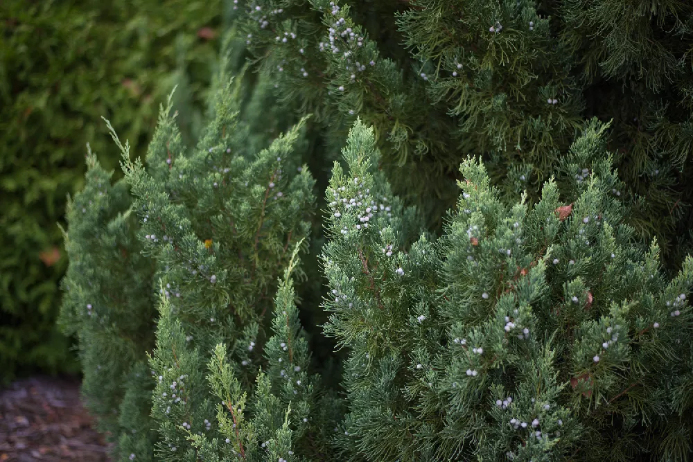 blue point juniper tree