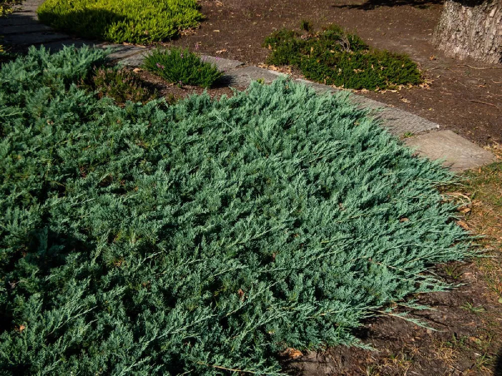 Blue Rug Juniper 