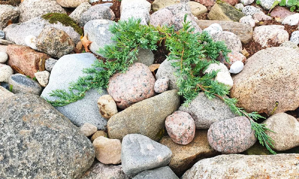 Blue Rug Juniper 