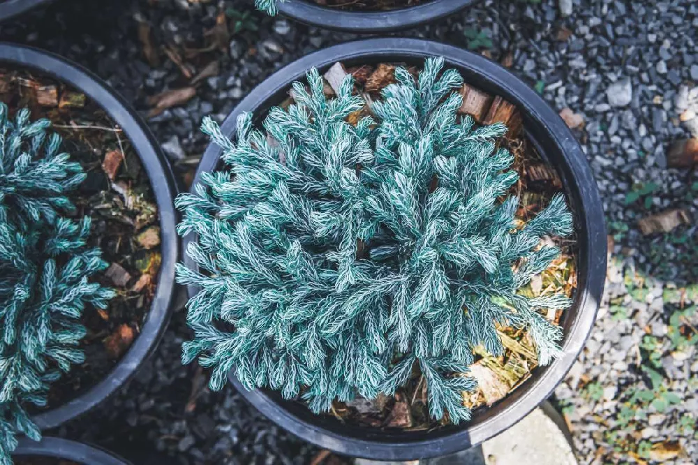 Blue Star Juniper Shrub