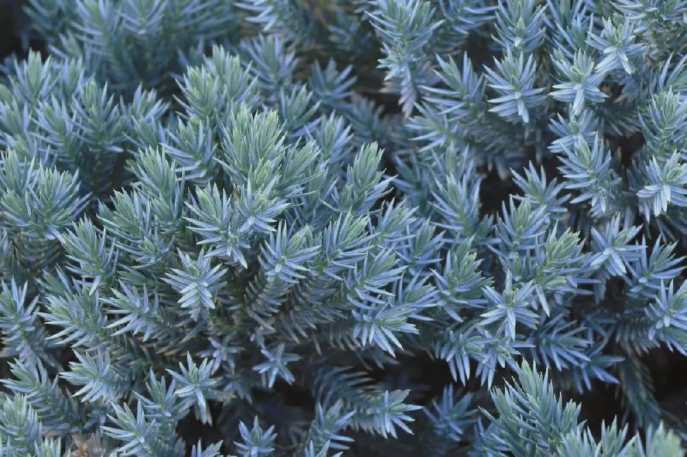 Blue Star Juniper Tree