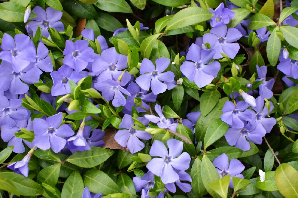 Blue Vinca