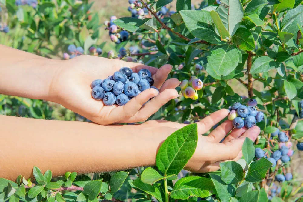 Bushel and Berry® Peach Sorbet™ Blueberry Bush