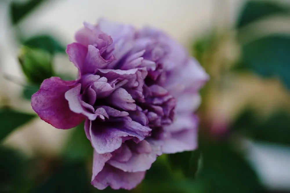 Blueberry Smoothie™ Rose of Sharon Althea