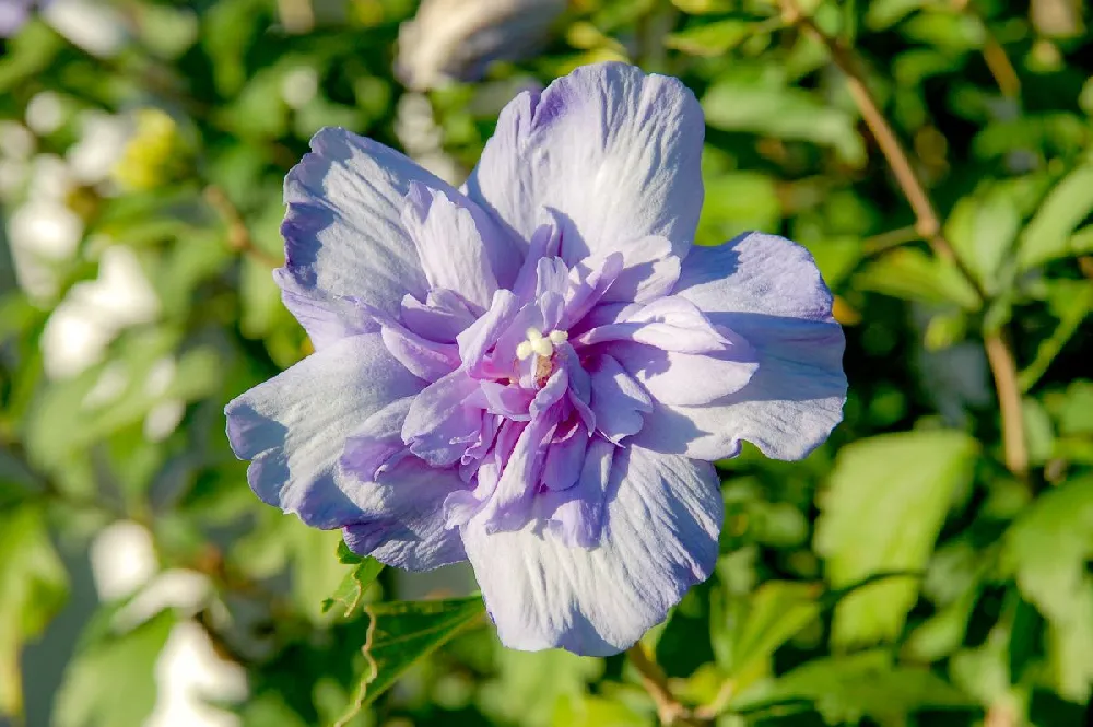 Blueberry Smoothie™ Rose of Sharon Althea Tree