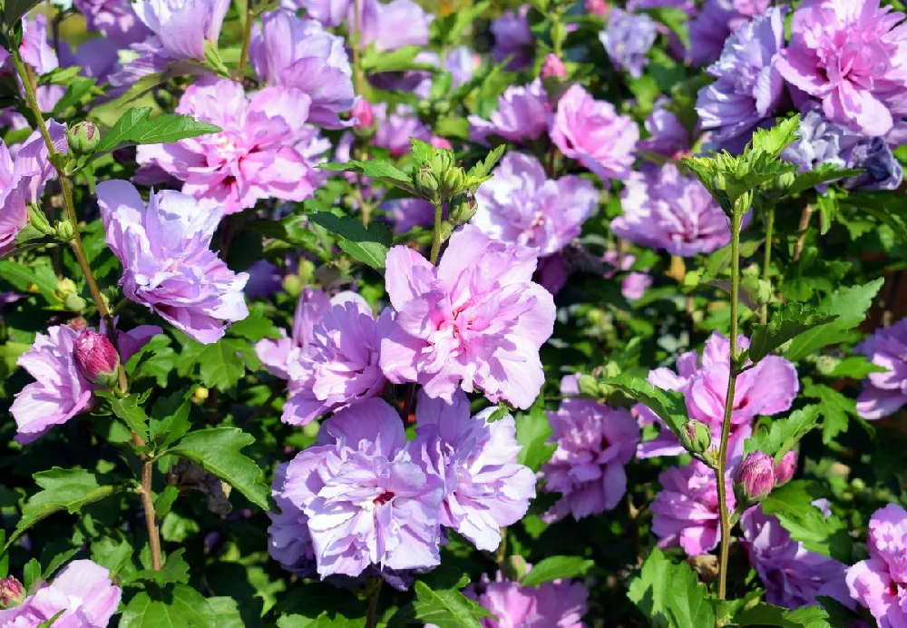 Blueberry Smoothie™ Rose of Sharon Althea Tree