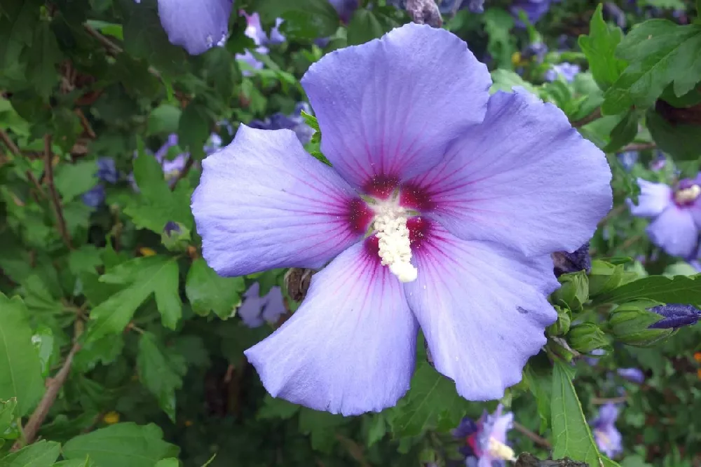 Bluebird Rose of Sharon Hibiscus Shrub