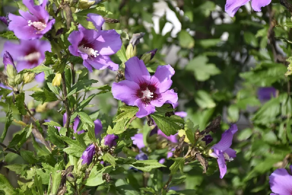 Bluebird Rose of Sharon Hibiscus Shrub