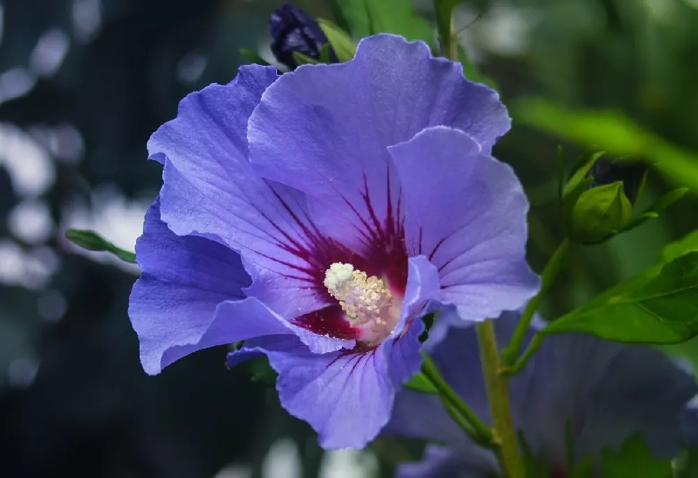 Bluebird Rose of Sharon Hibiscus Shrub