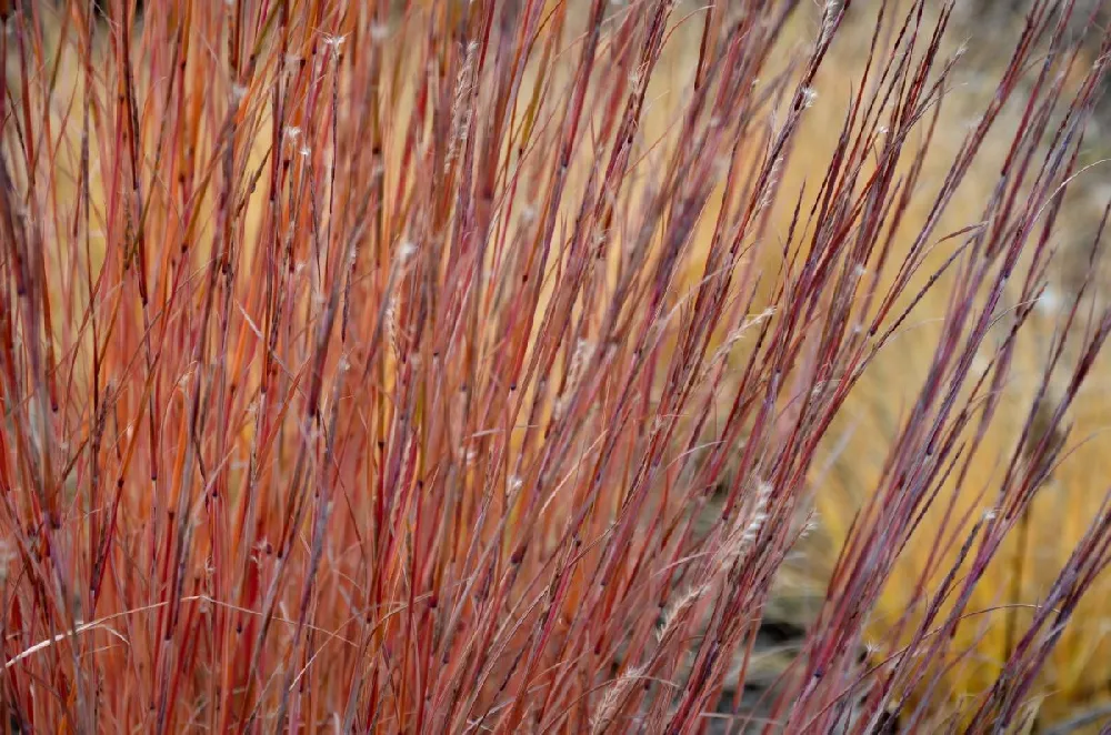 Blues Little Bluestem Grass