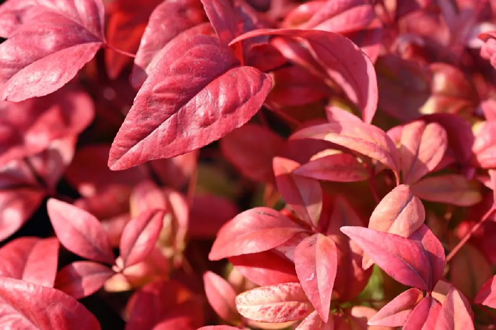 Blush Pink Nandina Shrub