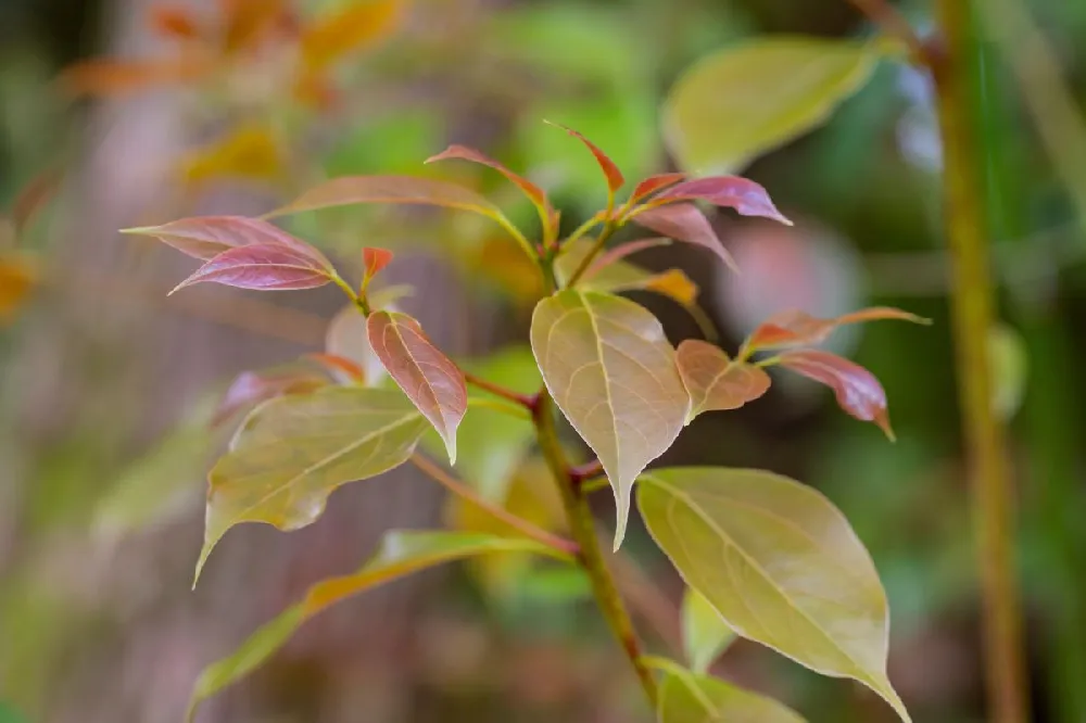 Blush Pink™ Nandina Shrub