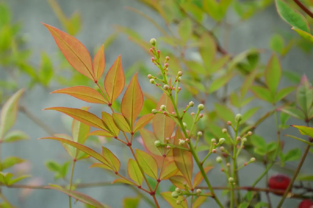 Blush Pink™ Nandina Shrub