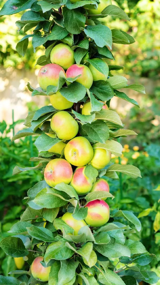 green apple tree photo