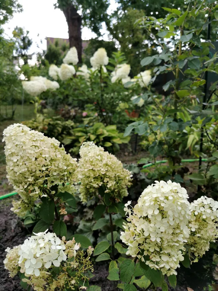 Bobo® Hydrangea Shrub