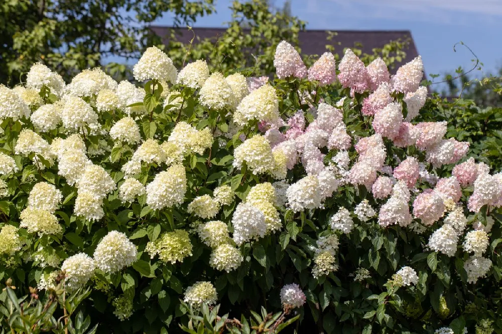 Bobo® Hydrangea Shrub