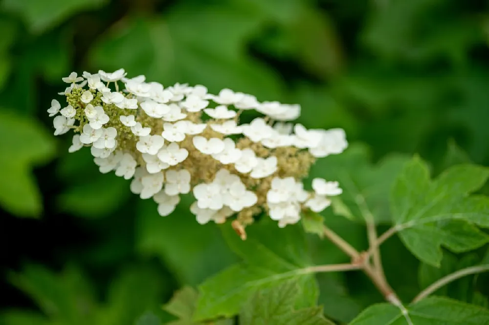 Bobo® Hydrangea Shrub